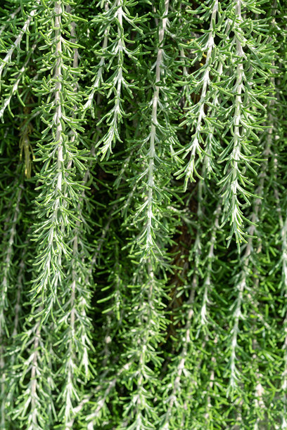 新鲜的绿色树枝背景。此照片代表了自然、生长和植物生命中的天然质感等概念。竖直照片图片下载