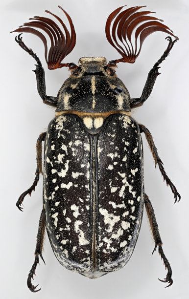 欧亚金龟子，Polyphylla fullo。是鞘翅目金龟子科中欧洲最大的甲虫之一。这张详细的宏观照片展示了这种美丽的昆虫在灰色背景上。图片下载