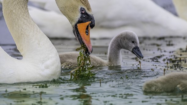 高分辨率彩色特写图片，展示了在亚美尼亚一个寒冷的冬日里，天鹅一家（成年天鹅和幼鹅）在当地池塘中的景象。图片下载