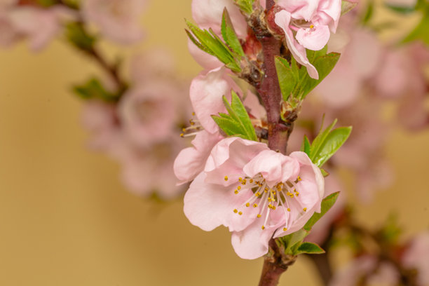黄色背景下横向拍摄的桃花盛开的照片。春天里李属桃果的花朵。图片下载