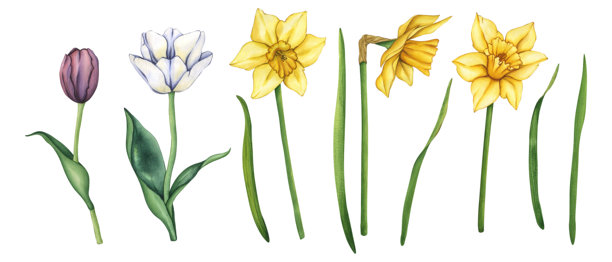 春季花园花卉集锦。黄水仙和白郁金香的水彩手绘插画。复古风格的春季花园花卉。用于贺卡、生日祝福的插花装饰。图片下载