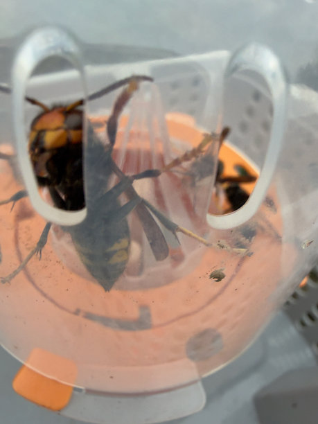 亚洲胡蜂（Vespa velutina）被困在塑料陷阱中的宏观照片。图片下载