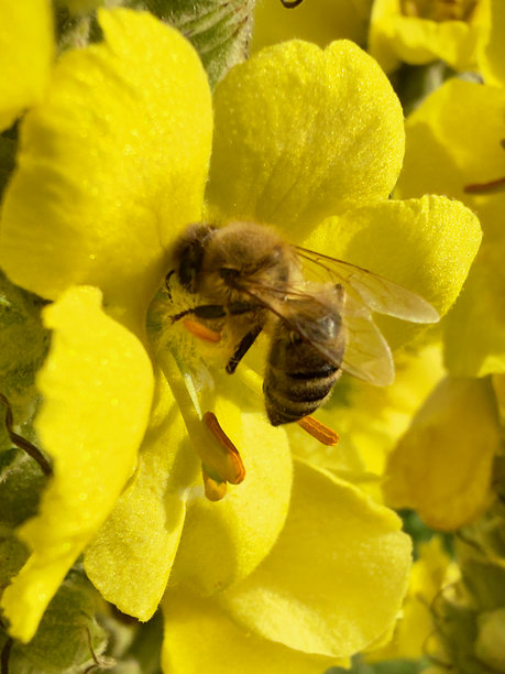 蜜蜂（Apis mellifera）采集花粉的微距照片图片下载