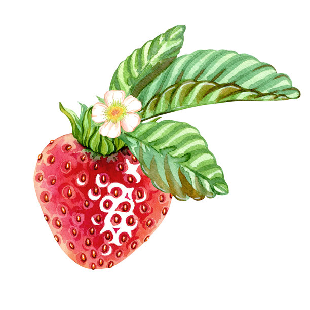 叶子上的鲜红成熟草莓和一朵花。用于装饰茶饮、香水、化妆品和清洁产品的构图。手绘水彩插画。独立构图图片下载