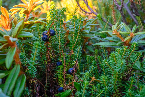 丰盛的野生浆果生长在俄罗斯荒野郁郁葱葱的绿色植物中图片下载