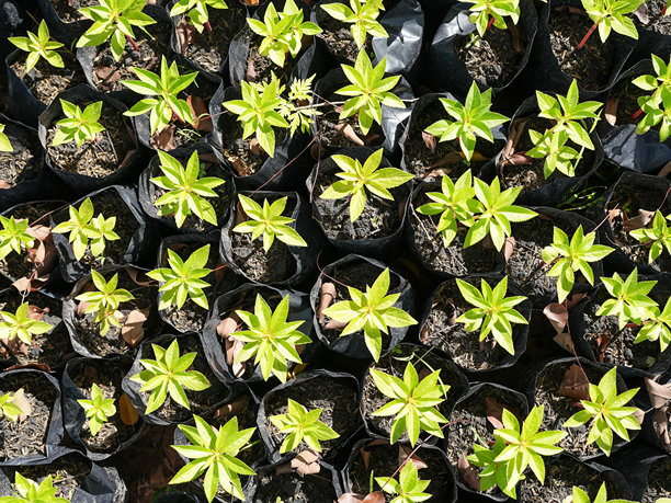 黑色塑料盆中年轻的绿色植物成排摆放，展示出充满活力的叶子和健康的生长。图片捕捉到了一个充满潜力的繁茂、茁壮的苗圃环境。图片下载