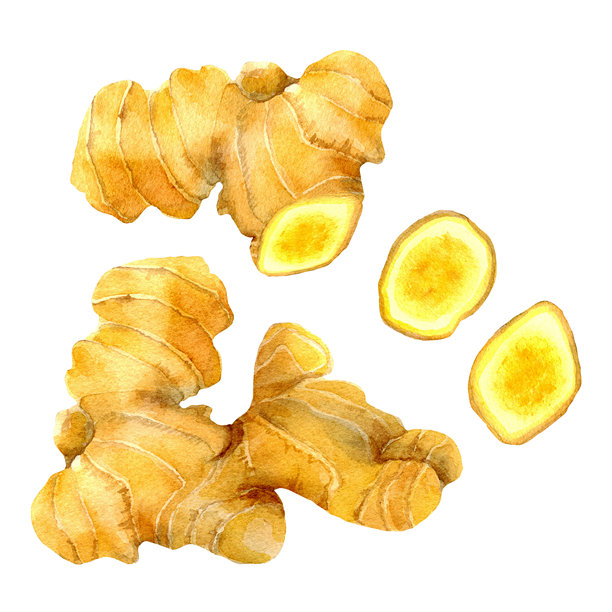水彩姜根及切片，孤立在白色背景上。以自然风格描绘的黄色姜植株插画。用于包装、标签、菜单、季节性优惠、印刷品的元素集合。图片下载