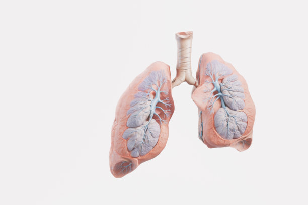 干净的白色背景上，以淡粉色和蓝色为主色调的健康人体肺部、气管和支气管树的 3D 渲染图。医学插画。图片下载