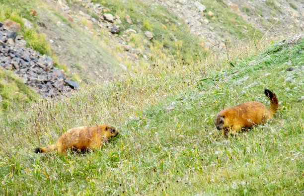 土拨鼠栖息于自然山地，站立在草地和岩石上，与高山景观融为一体图片下载