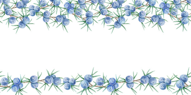 蓝色的杜松子和绿色叶子的连续边框设计，以手绘水彩插画风格绘制。非常适合用于面料滚边、卡片装饰、包装纸、海报边缘和环保包装。图片下载