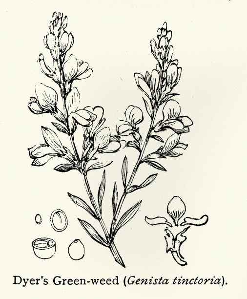 植物学，染料金雀花，金雀花属，豆科的开花植物，19世纪复古插画，维多利亚时期图片下载