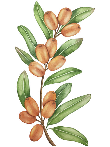 白背景上带有成熟浆果和绿叶的沙棘枝水彩插画，用于包装和食品设计的沙棘水彩剪贴画插画。图片下载