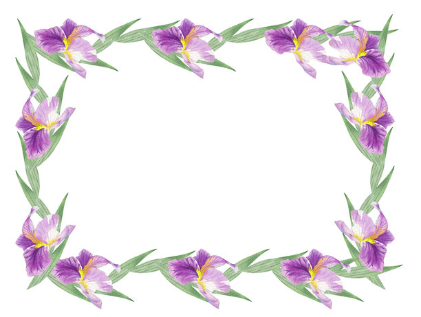 鸢尾花蕾和叶子的矩形画框。水彩手工插画。适用于包装设计、卡片、封面、印刷品、产品标签和织物。图片下载