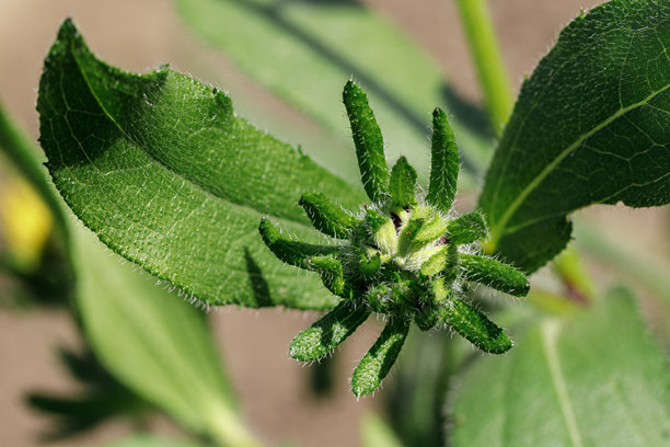 金光菊（Rudbeckia）绿色带刺的花蕾，微距照片图片下载