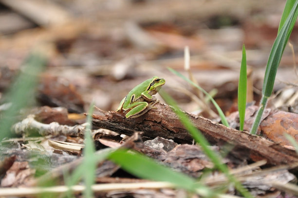 小小的绿色青蛙坐在棕色的木头和叶子上，微小的两栖动物栖息在带有自然纹理的树枝上，背景是柔和模糊的森林，微距野生动物照片图片下载