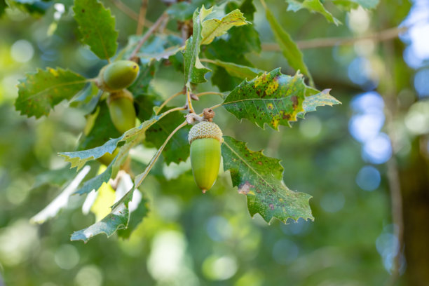 马德里省西班牙的欧洲栎叶子和橡子。此照片摄于马德里省，西班牙。图片下载