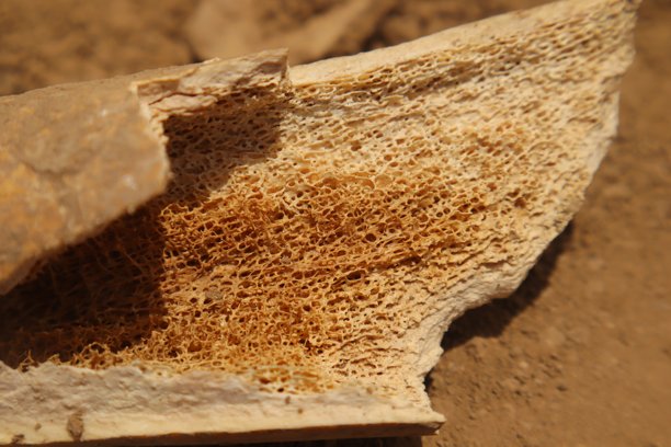 骨髓特写，展示负责造血的海绵状小梁结构。是医学、兽医学和生物学研究中强调解剖学和骨组织功能的理想视觉素材。图片下载