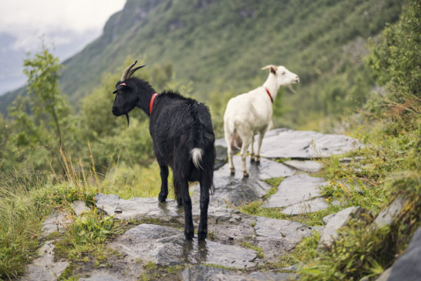 一群山羊在崎岖的山路上自由漫步，背景是壮丽的悬崖景色，黑白摄影。图片下载
