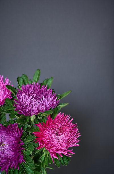 深色背景上的秋季紫菀花束。特写照片，有复制空间。图片下载