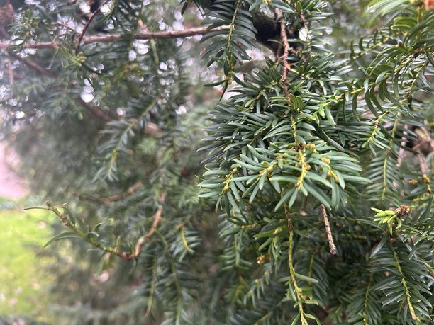 茂密针叶的绿色常绿树枝特写，适合自然和花园素材图片下载