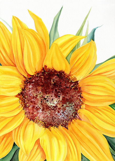 黄色向日葵水彩插画图片下载