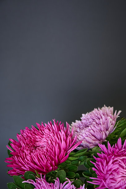 深色背景上秋季紫菀花束。特写照片，有复制空间。图片下载