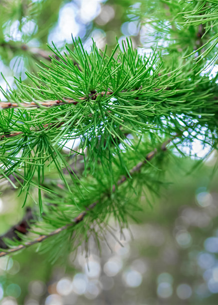 带有可供题词的圣诞节照片，此照片可用于圣诞节和新年主题，以及冬季主题。图片下载