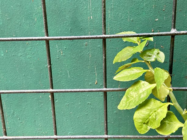 城市环境中金属格栅绿植墙上攀爬的新鲜绿叶，展现了自然的韧性和生长模式图片下载