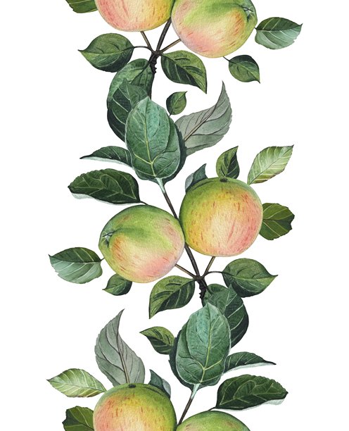 成熟的青黄苹果与叶子的无缝边框。水彩插画。图片下载