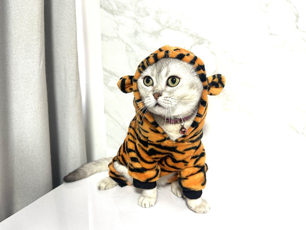可爱的猫咪穿着老虎服装，坐在现代化的表面上，背景是灰色窗帘，适合拍摄可爱的宠物照片图片下载