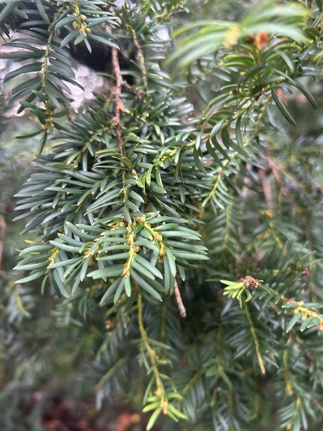 特写镜头：枝叶茂密的常绿植物枝条，适合自然和园林素材图片下载