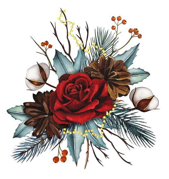 手绘圣诞花束，包含红玫瑰、冷杉球果、棉花、云杉枝和红浆果。水彩插画。图片下载