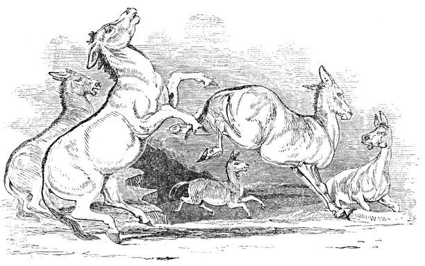 蒙古野驴，普氏野马图片下载