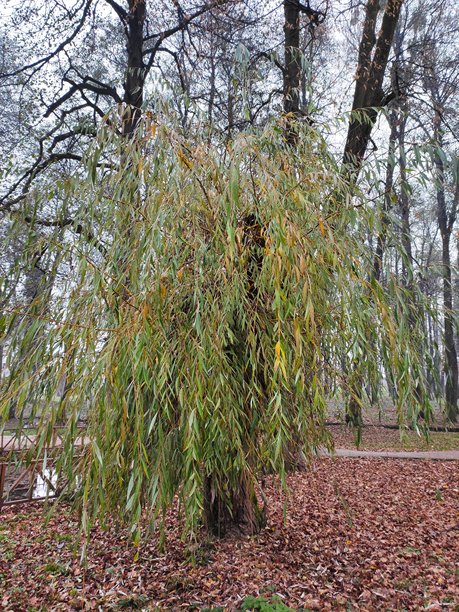 唯美的秋季图片图片下载