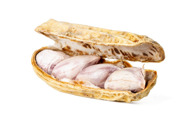 高分辨率照片，展示了白底隔离的虎纹花生，使用 45MP 高分辨率相机拍摄图片下载