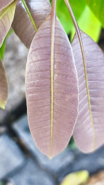 芒果叶子纹理的特写照片，适合用作壁纸图片下载