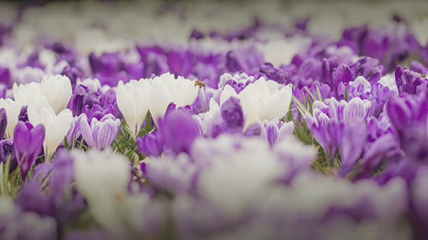 这张迷人的照片展示了盛开的番红花田的特写，淡紫色和白色的花朵和谐地交织在一起，在自然背景下脱颖而出。图片下载