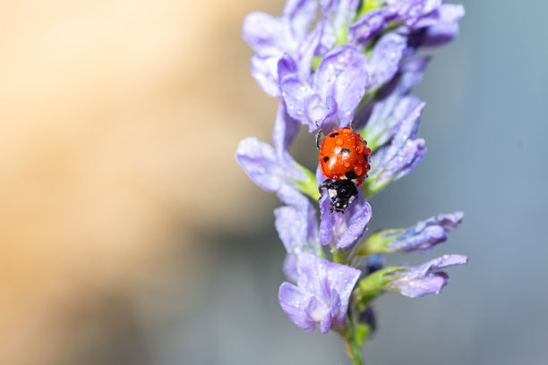 一只鲜红的瓢虫，沾满水珠，停在一朵紫色的花上。一张生动的微距照片，背景是柔和的橙黄色。自然。图片下载