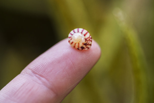 手指上的海螺小壳特写照片图片下载