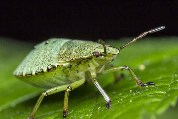 绿色叶子上的盾 bugs。野生动物。色彩鲜艳的昆虫细节特写照片图片下载