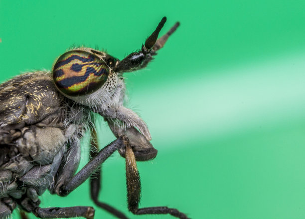 牛虻。昆虫肖像。昆虫的彩色细节微距照片。图片下载