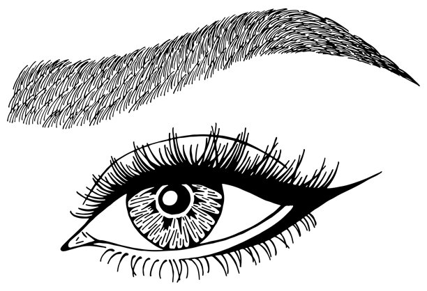 插画，描绘了女性的眼睛、睫毛和眉毛。图片下载