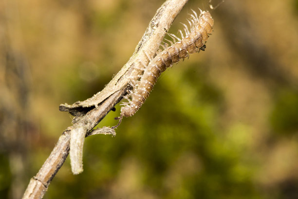 背景明亮的树枝上的一只马陆。野生动物。色彩鲜艳、细节丰富的昆虫微距照片。图片下载
