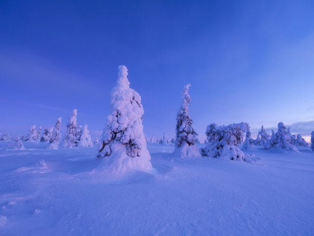 芬兰拉普兰。日落时的冬季景观。树木覆盖着雪。冬季仙境。冬季北欧的假期和旅行。背景、壁纸、明信片的照片。图片下载