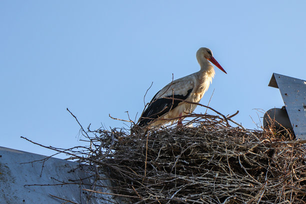 图片展示了一只白鹳（Ciconia ciconia）站在它的巢上，这是一种身高可达115厘米的大型鸟类，地点：阿威罗图片下载