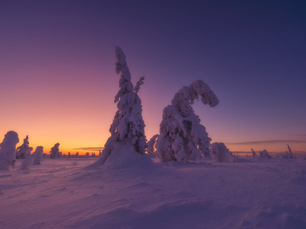 芬兰拉普兰。日落时的冬季景观。树上覆盖着雪。冬季仙境。冬季北欧的度假和旅行。背景、壁纸、明信片照片。图片下载