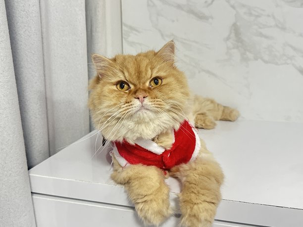 可爱的波斯猫穿着喜庆的圣诞老人服装，在白色大理石背景的表面上开心地摆姿势，适合节日主题的图片图片下载