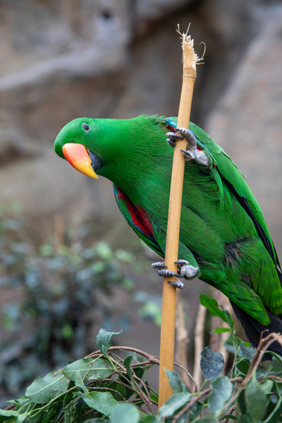 一只美丽的绿色红胁鹦鹉俏皮地从树枝后探出头来，鸟类微距照片图片下载