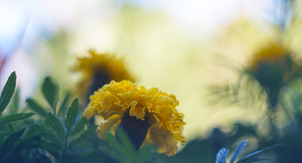盛开的黄色花朵散景照片图片下载