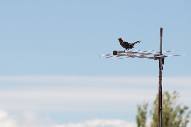 塔斯马尼亚郊区一栋房屋的旧电视天线上，一只雌性普通乌鸫的户外视野图片下载